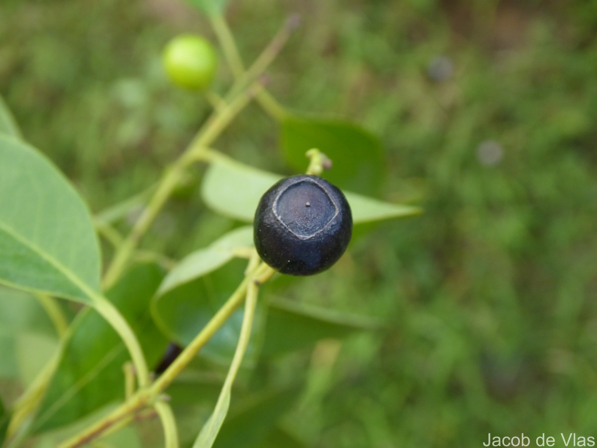 Santalum album L.
